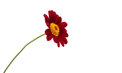 Red daisy isolated
