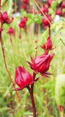  Roselles which are used to make medicine, drink and food. Selective Focus.