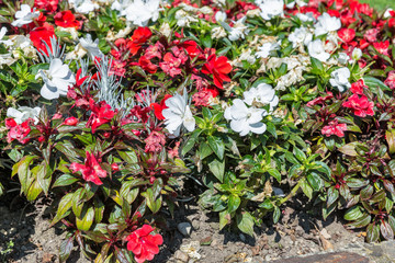 flowerbed with white and red flowers