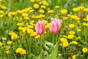 Тюльпаны на фоне поля из одуванчиков