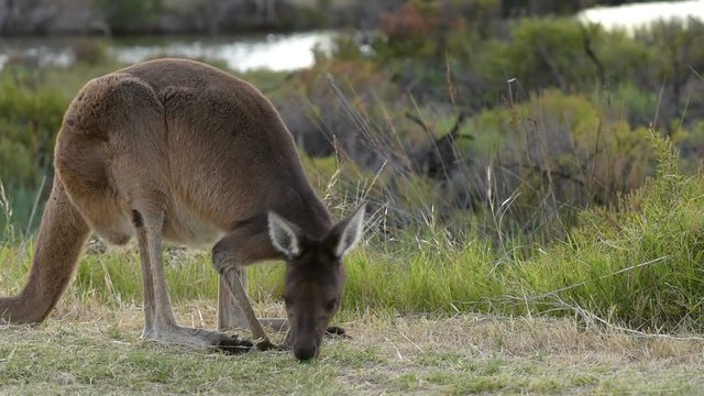 K&auml;nguru Wildlife in West Australien N&auml;he Perth