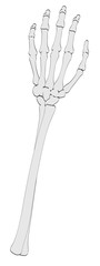 2d cartoon illustration of arm bones