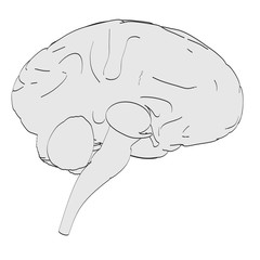 2d cartoon illustration of brain