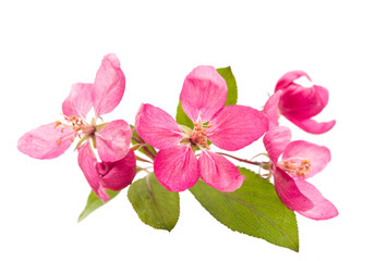 pink flowers of apple isolated