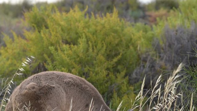 Graues K&auml;nguru schaut in die Kamera, beim fressen - Australien, Westaustralien