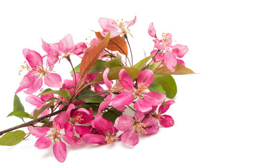 pink flowers of apple isolated