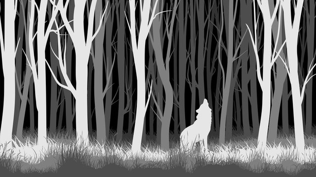 Horizontal illustration of night forest with wolf.