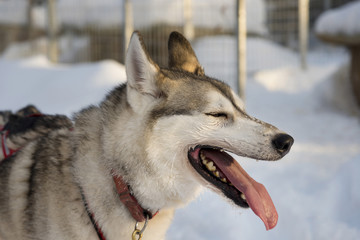 Dogs sledding with huskies in a beautiful wintry landscape, Swed