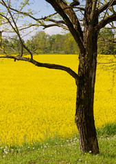 Tree and a Field of Yellow Flowers