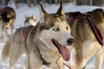 Dogs sledding with huskies in a beautiful wintry landscape, Swed