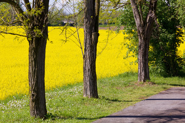 Three Trees and a Field of Yellow Flowers
