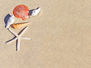 Summer background with beach decoration and different sea shells. Vacations background with copy space.