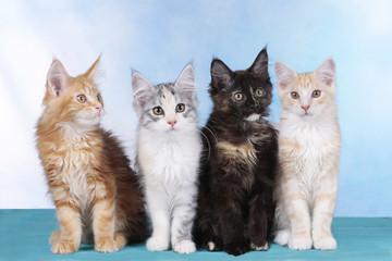 Vier Maine Coon Kätzchen in Reihe vor blauem Hintergrund © absolutimages