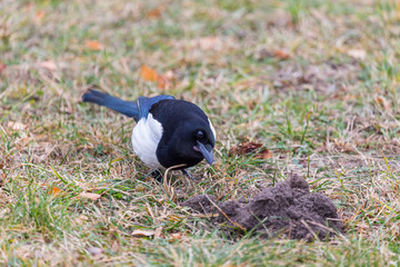 Eurasian Magpie staring  into the camera. Winter birds collection.