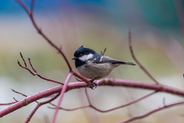 Coal tit sitting on a branch in the park. Looking in the camera. Winter birds collection.