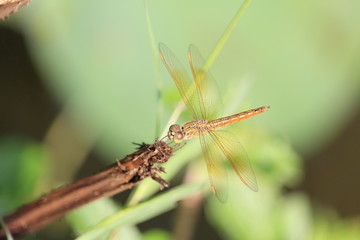 Closed Up Dragonfly On A Stem