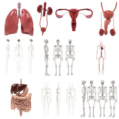 3d renderings of human organs set