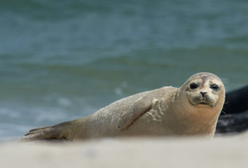 Fototapeta premium Baby grey seal moving forward at the beach at dune, helgoland, germany