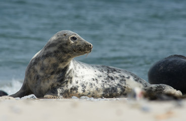 Naklejka premium Baby grey seal moving forward at the beach at dune, helgoland, germany