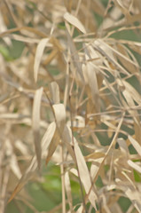 Fototapeta premium Brown bamboo leaves