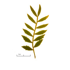 Hoja de molle ceniciento (Schinus lentiscifolius) sobre fondo blanco