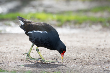 Portrait of Gallinula chloropus, swamp chicken