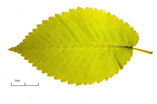 Hoja de olmo de Siberia (Ulmus pumila) sobre fondo blanco