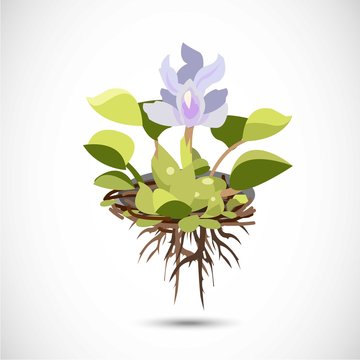 Water Hyacinth - vector