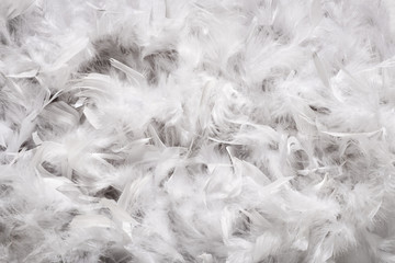 Background texture of soft white down feathers