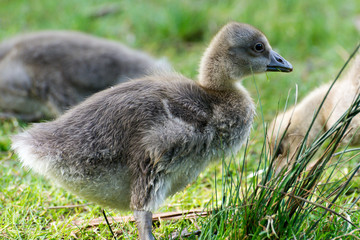 gray goose chicken of spring 2016