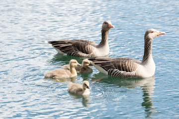 Family of Gray Goose with 3 Chicken