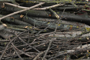 Pile of chopped firewood