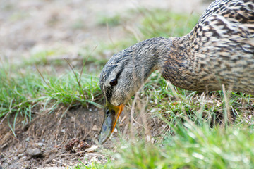 malard (wild duck) in spring 2016