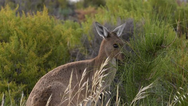 K&auml;nguru beim fressen - West Australien