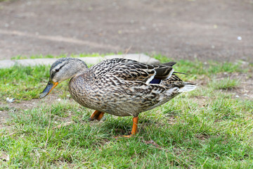 malard (wild duck) in spring 2016