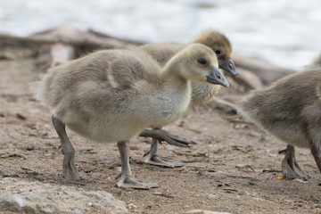 gray goose chicken of spring 2016