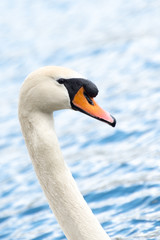 Cyvnus Olor Head Portrait, swimming