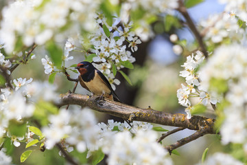 Swallow spring day in flowers of apple © drakuliren