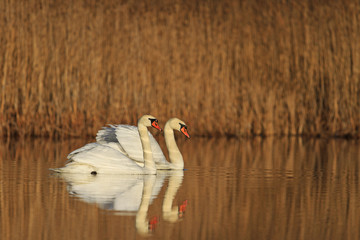 Loving couple swans