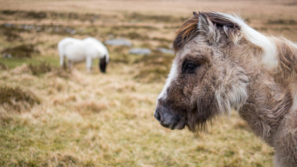 Two wild ponies on Dartmoor,  Cornwall and Devon, England.