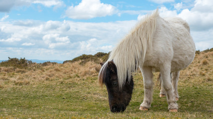 A wild pregnant dartmoor pony grazing grass on the moors