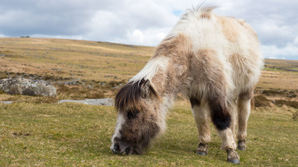 A wild dartmoor pony grazing grass on the moors