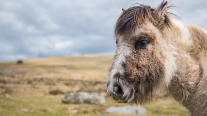 Naklejka na ściany i meble A wild Dartmoor pony stares at the camera, taken on Dartmoor in Devon and Cornwall, England.