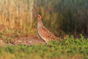 partridge at sunrise