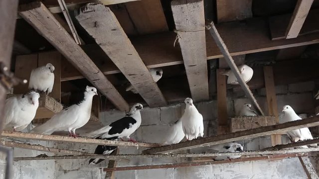 domestic pigeons in the dovecote on vacation sitting on the shelf