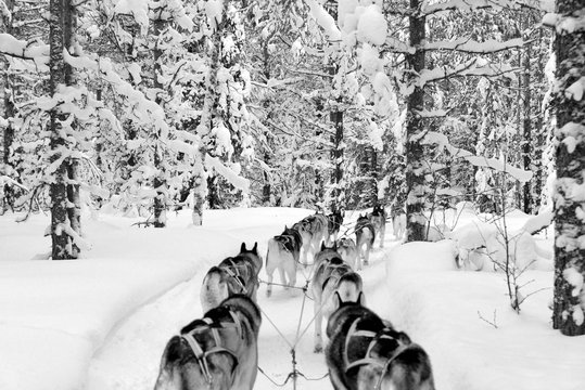 Dogs sledding with huskies in a beautiful wintry landscape, Swed