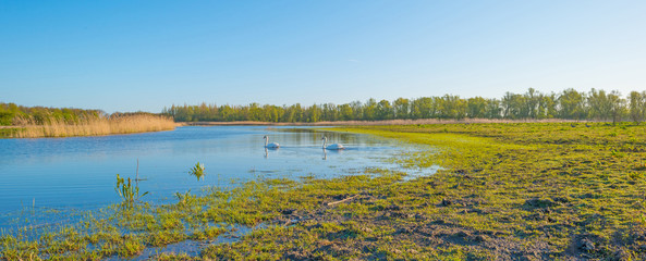 Swan swimming in a lake in spring