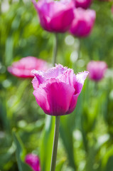 Tulpe, Tulpenfeld, Tulpenstrauss, Tulpen, violette Tulpen, Frühlingsblume, Frühlingsdekoration, Frühlingsstrauss, Dekoration, Frühling, Holland, Schweiz
