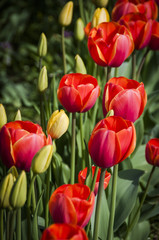Tulpe, Blumenfeld, Tulpen, Tulpenfeld, Tulpenstrauss, Frühlingsblume, Zwiebelblume, Gartenarbeit, Freizeitaktivität, Frühling, Schweiz, Holland