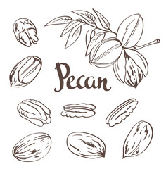 Green Pecan nuts with leaves and dried Pecan nuts isolated on a white background. Vector illustration.